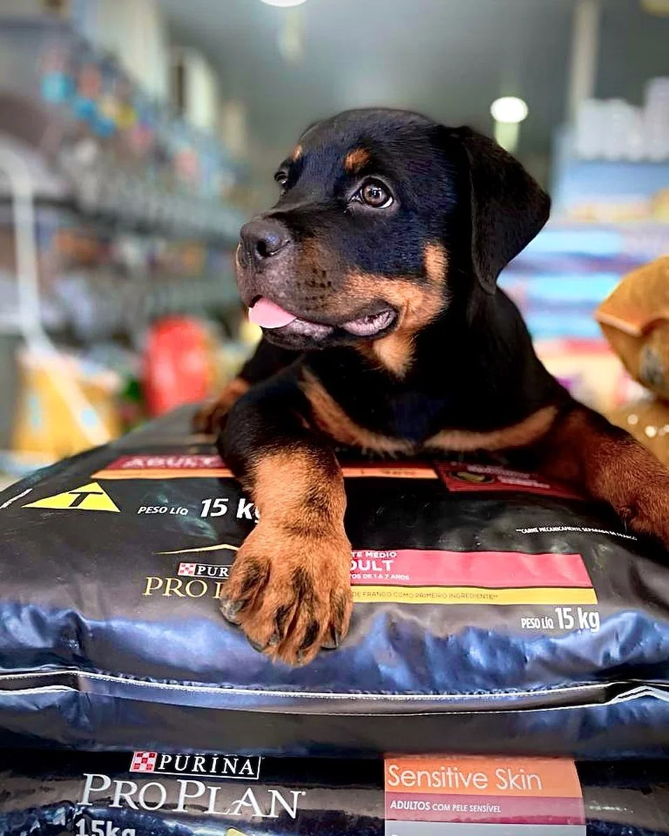 Cuidado veterinário para cães e gatos