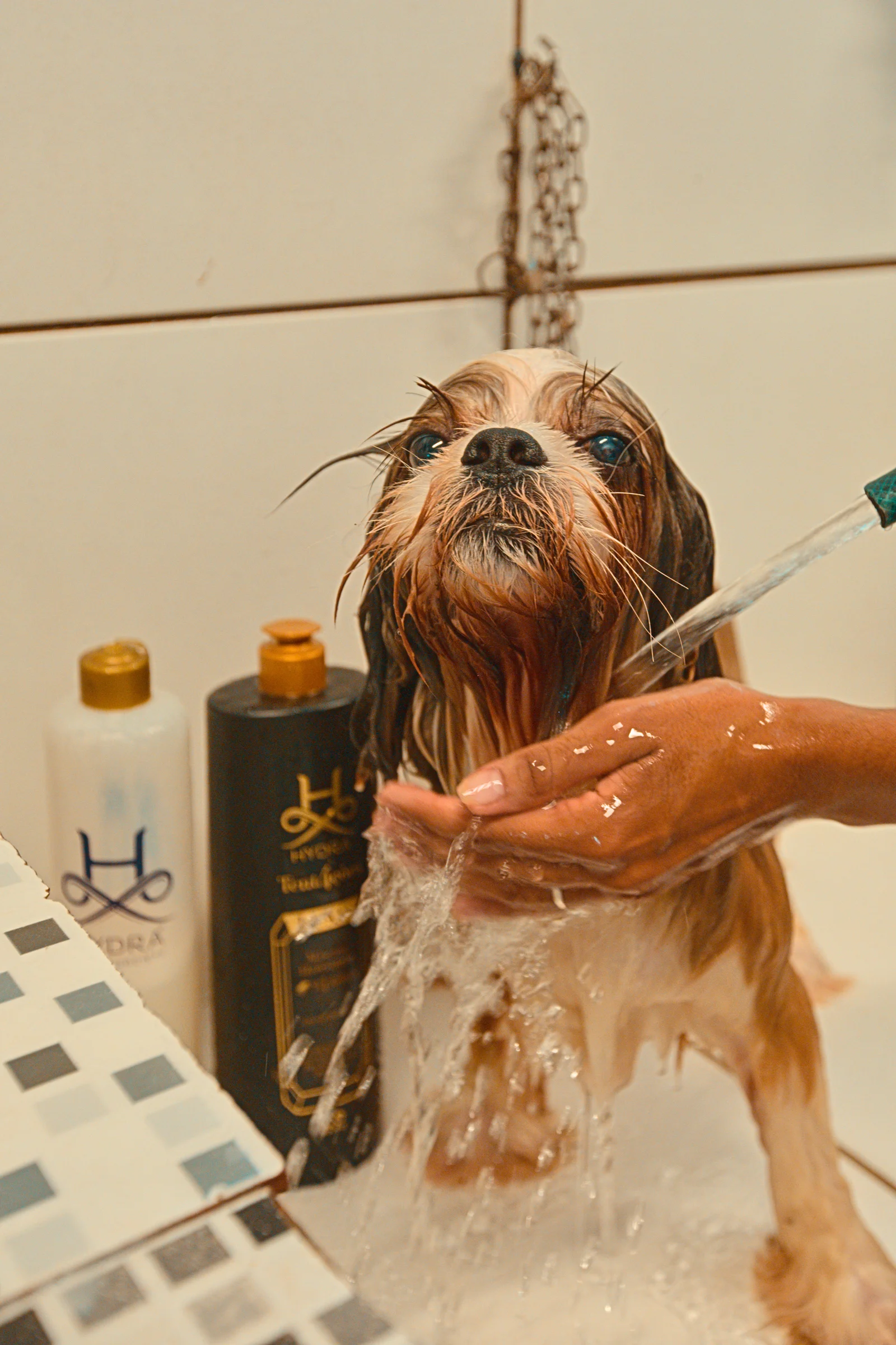 Pet após cuidado de estética