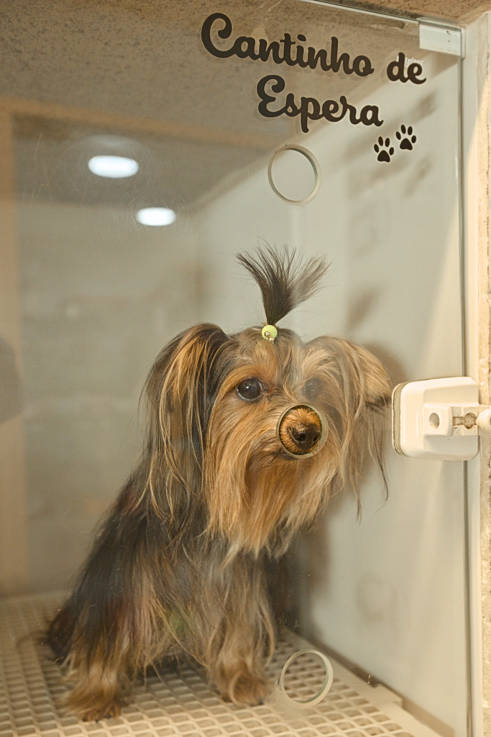 Cuidado de estética pet
