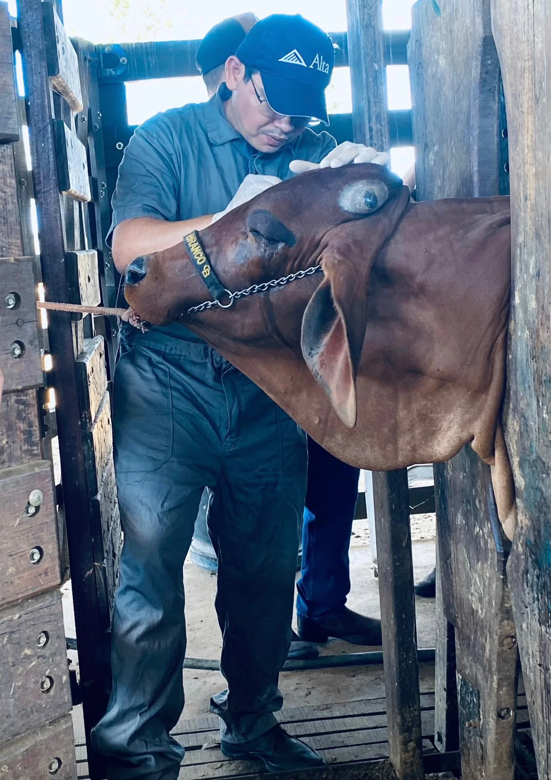 Atendimento veterinário no campo